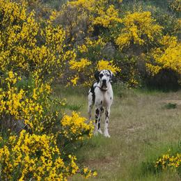 Sophia - Harlequin female Great Dane puppy in Gig Harbor, Washington from Lakaya Danes