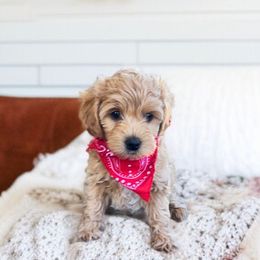 Sneezy (Snow White and The Seven Dwarfs Litter) - Apricot male Maltipoo puppy in St. George, Utah from Winchester Hills Poodles and Doodles