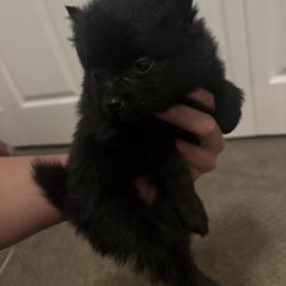 Boy 1 - Black male Pomeranian puppy in Beaver Creek, Colorado from Rocky Mountain Pomeranians