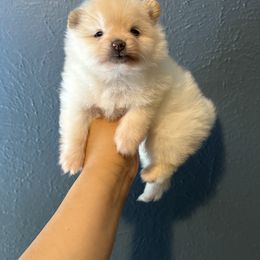Female1 - Cream female Pomeranian puppy in Denver, Colorado from BD Poms