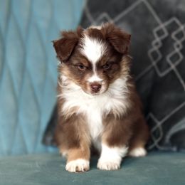 Australian Shepherd, Miniature American Shepherd, Miniature Australian Shepherd, and Toy Australian Shepherd Puppies from Painted Blue Aussies