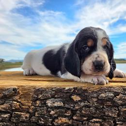Cooper - Black white and brown male Basset Hound puppy in Denison, Texas from Emma Lou's Baby Bassets