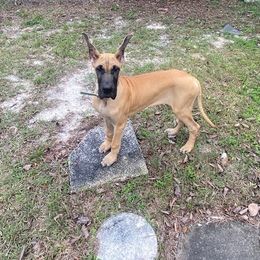 Bedlington Terrier and Great Dane Puppies from Cloud9 Bedlingtons and Argos Danes