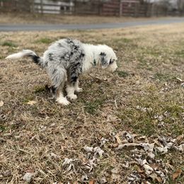 Sheepadoodle Puppies from River City Doodles TN