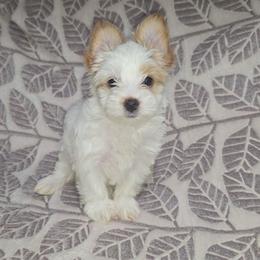 Minnie - Yorkshire Terrier