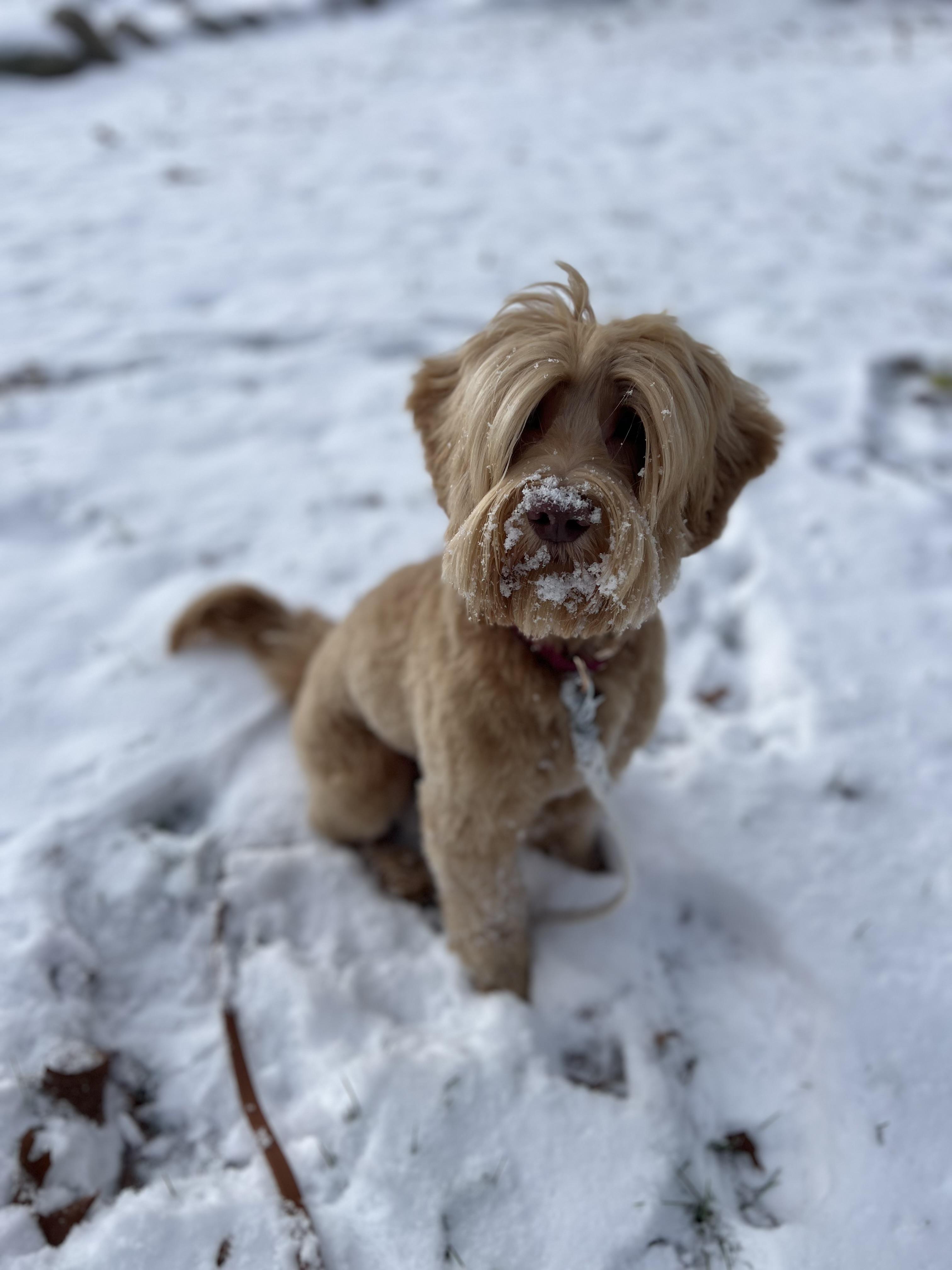 Pippin