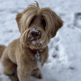 Pippin - Australian Labradoodle