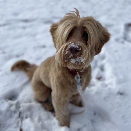 Pippin - Australian Labradoodle