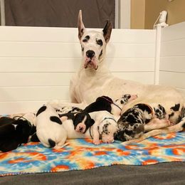 Great Danes from Alta Great Danes