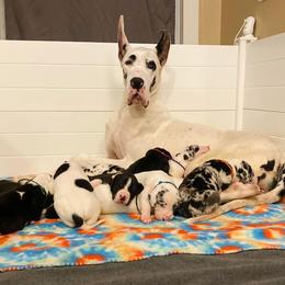 Great Danes from Alta Great Danes