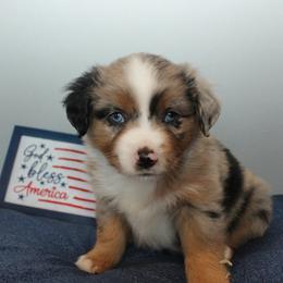 Patriot - Blue merle male Miniature Australian Shepherd puppy in Kissee Mills, Missouri from Clinkenbeard Kennel
