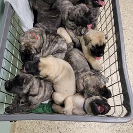Mastiff Puppies from Stoneheart Mastiffs