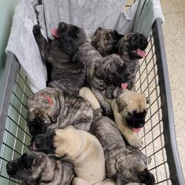 Mastiff Puppies from Stoneheart Mastiffs