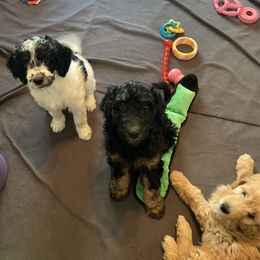 Goldendoodle Puppies from BB Doodles