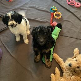 Goldendoodle Puppies from BB Doodles