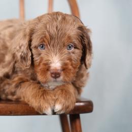 Green - male Golden Mountain Doodle puppy in Murray, Utah from Good Looking Dogs
