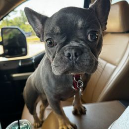 Abby - French Bulldog