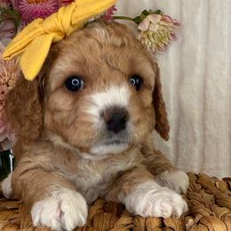 Phoebe - Yellow Collar - Apricot female Cavapoo puppy in South Jordan, Utah from Simply Sweet Paws. LLC