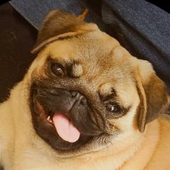 Pugs from Kashmir Pugs