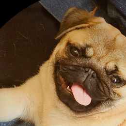 Pugs from Kashmir Pugs