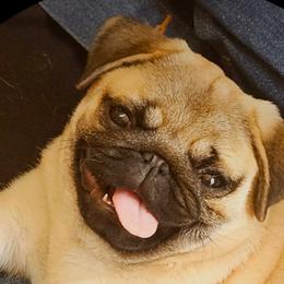 Pugs from Kashmir Pugs