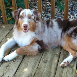 Australian Shepherd All Grown Up from Wexford Creek Aussies