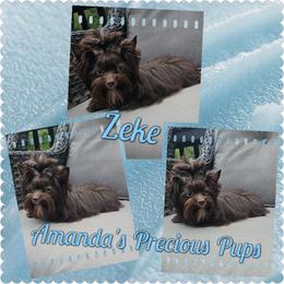 KBKB MALE - Chocolate and tan male Yorkshire Terrier puppy in Wartburg, Tennessee from Amanda's Precious Pups