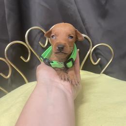 Evy - Stag red female Miniature Pinscher puppy in Lancaster, Missouri from White Stone Ranch