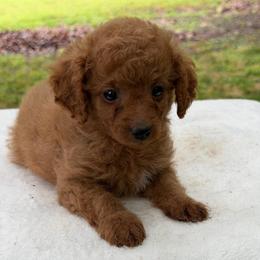 Boy 1 - Red  male Goldendoodle puppy in Haleyville, Alabama from Susan’s Prefurred Doodles