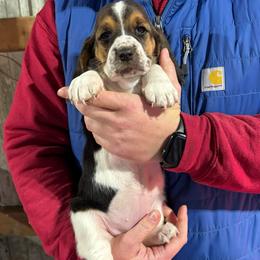 Girl 4 - Black brown and white female Basset Hound puppy in Noblesville, Indiana from Russell Bassets