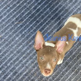 Teddy Roosevelt Terrier Puppies from Jeanius Kennel