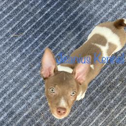 Teddy Roosevelt Terrier Puppies from Jeanius Kennel