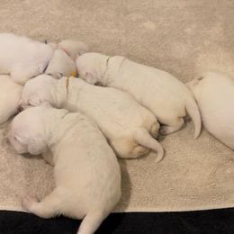 Girl 1 - Yellow Labrador Retriever puppy in Hutto, Texas from Texas Bluebonnet Labs