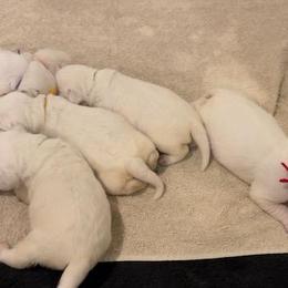 Girl 1 - Yellow Labrador Retriever puppy in Hutto, Texas from Texas Bluebonnet Labs