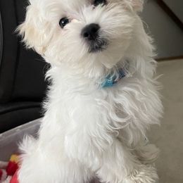 Bernedoodles, Goldendoodles, and Maltese from Caudle Kennel