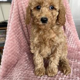 Daphne - Red  female Goldendoodle puppy in Lowville, New York from Adirondack Labradoodles