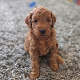 Frankie - Red  male Goldendoodle puppy in Missouri from Husky Hill Kennel