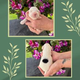 Bashful - Black male Australian Labradoodle puppy in Cashmere, Washington from Mountain Home Doodles