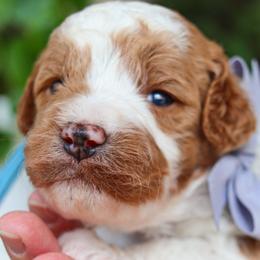 Atticus - Parti male Goldendoodle puppy in Salado, Texas from Red Ranch Dogs