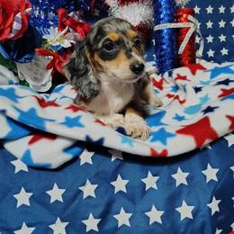 Patch - Dapple male Dachshund puppy in Hudson, Michigan from Mittentail Kennel Miniature Dachshunds & Australian Shepherds