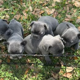 French Bulldog Puppies from Candice Thaggard