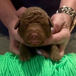 Light Green Male - Brown male Chesapeake Bay Retriever puppy in Houston, Texas from Monarch Chesapeakes