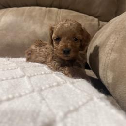 Winnie - Red  female Goldendoodle puppy in Graham, North Carolina from Geise Meadow Doodles