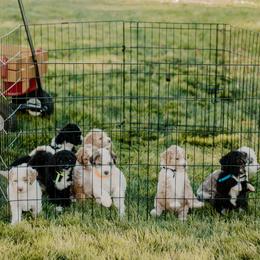 Goldendoodle and Sheepadoodle Puppies from Dooling Doodles