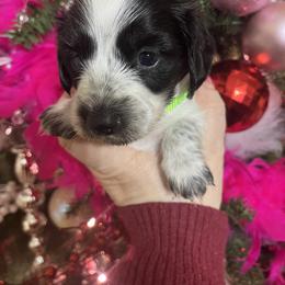 Dachshund Puppies from MJ Family Farm