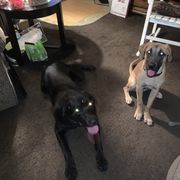 Black Mouth Cur All Grown Up from Shipman Black Mouth Curs