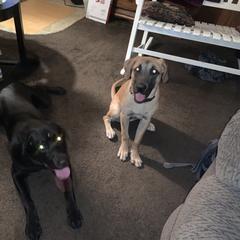 Black Mouth Cur All Grown Up from Shipman Black Mouth Curs