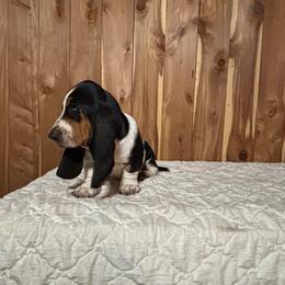 Cooper - Black brown and white male Basset Hound puppy in Vinegar Bend, Alabama from Melanie's Basset Hounds