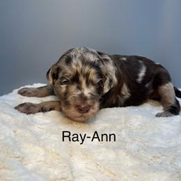 Ray-Ann - Merle female Goldendoodle puppy in New Ringgold, Pennsylvania from Hawk Mountain Doodles