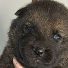 Comet (white collar) - Sable male German Shepherd puppy in Canterbury, Connecticut from Nachtwaechter German Shepherds, LLC